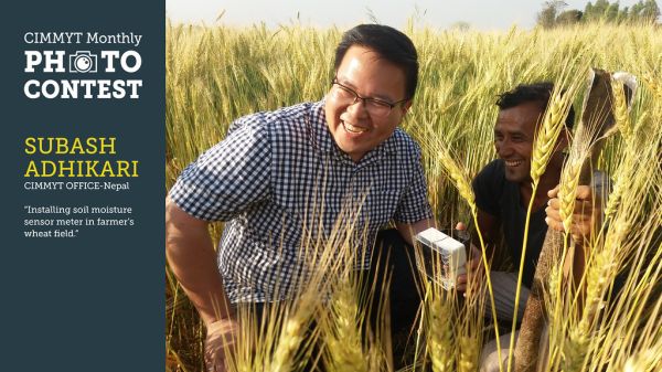 January 2019 Winner: Installing soil moisture sensor meter in farmer's wheat field