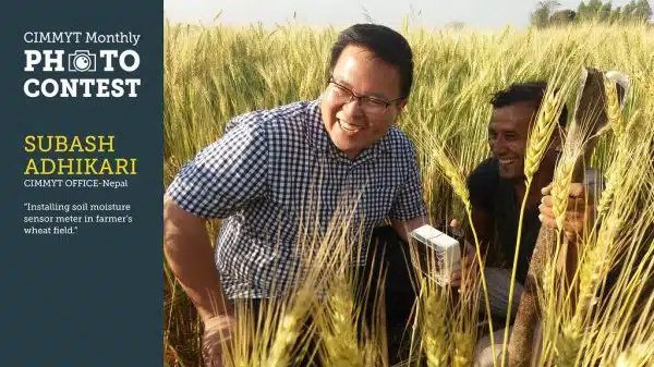 January 2019 Winner: Installing soil moisture sensor meter in farmer's wheat field