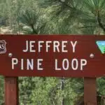 Eight Dollar Mountain & Jeffrey Pine Loop Trail