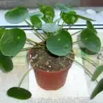 Ufopflanze (Pilea peperomioides)