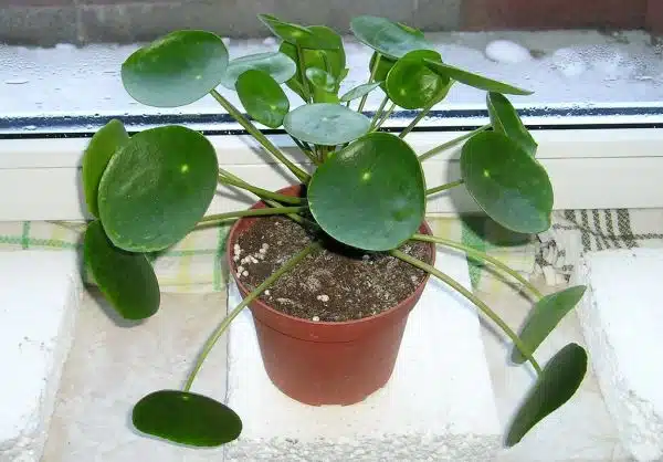 Ufopflanze (Pilea peperomioides)