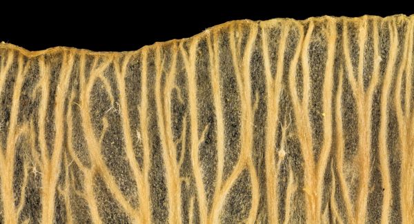 silver maple, samara wing, prince georges county, md_2014-05-21-17.40.36 ZS PMax