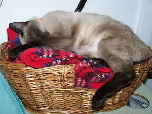 A basket full of Flower (adopted)