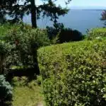 Box cut hedges, red roses, blue spruce, Puget Sound, Pacific Coastal, Olympic Mountains, deep shadows on a sunny day, private garden, Seattle, Washington, USA