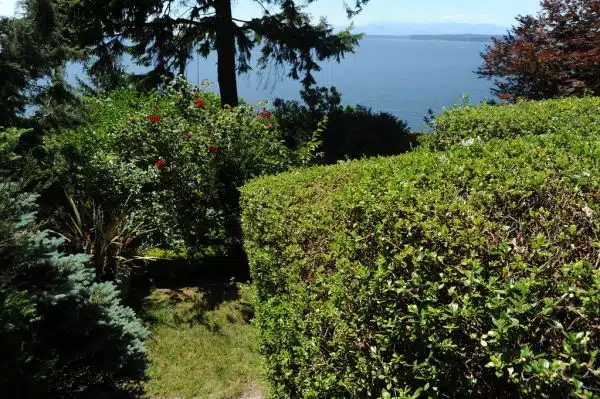Box cut hedges, red roses, blue spruce, Puget Sound, Pacific Coastal, Olympic Mountains, deep shadows on a sunny day, private garden, Seattle, Washington, USA