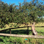 File:1697 - Camden Park Estate and Belgenny Farm - The small Gravenstein apple tree planted c.1837 is believed to be one of the oldest apple trees still in existance in the country. (5051536b6).jpg