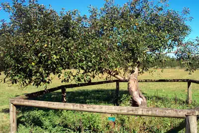 File:1697 - Camden Park Estate and Belgenny Farm - The small Gravenstein apple tree planted c.1837 is believed to be one of the oldest apple trees still in existance in the country. (5051536b6).jpg