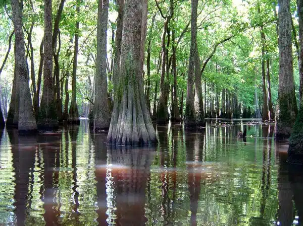 sparkleberry swamp