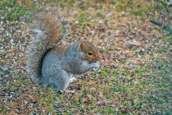 One of Several Squirrels Who Hang Out Under My Bird Feeder