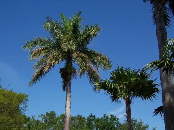 Palm Tree