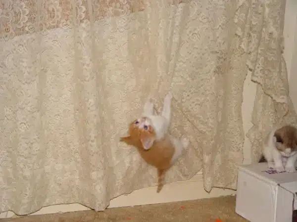Kitten hanging from curtain.