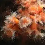 Sea anemones. Monterey Aquarium.