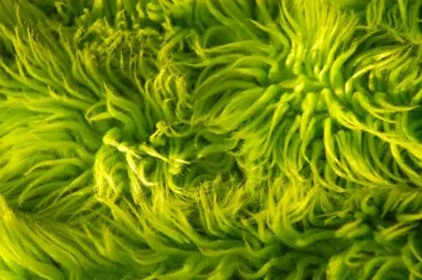 lime green shag rug texture