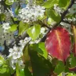 Evergreen pear tree close up