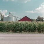 farm with cornfield near road during daytime