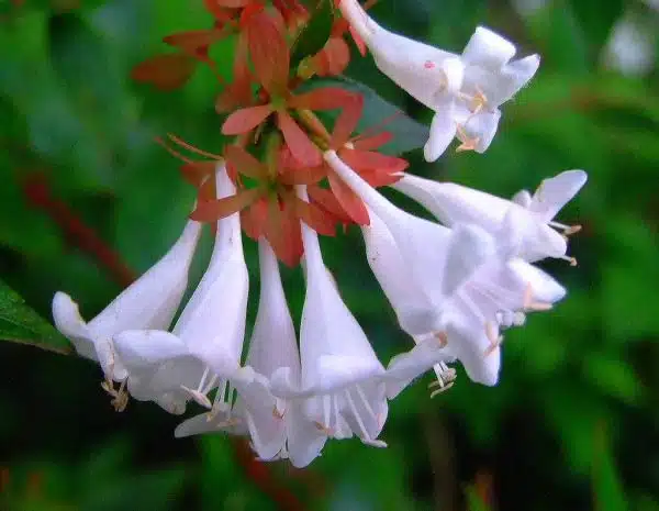 CAPRIFOLIACEAE 忍冬科 - Glossy abelia (Abelia x grandiflora) 大花六道木