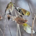Winter finches