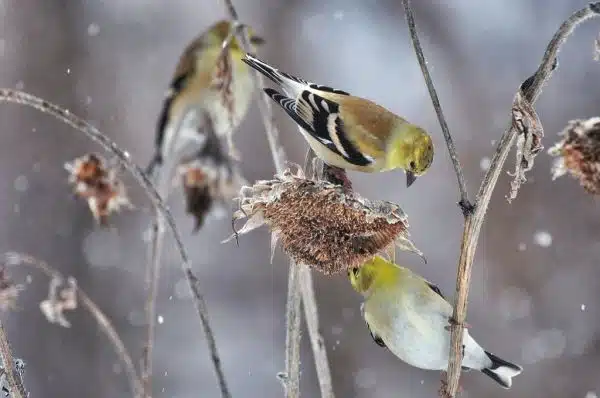 Winter finches