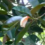 Indian rubber tree