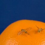 Exotic Fruit Flies