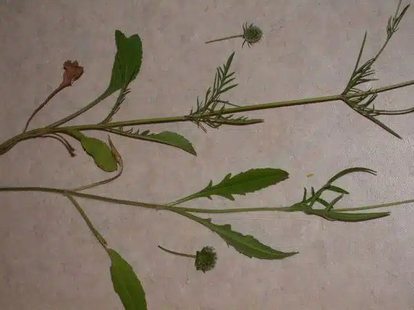 Comparison of plant habit: bottom Field scabious - Knautia arvensis and top Small scabious - Scabiosa columbaria