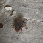 palmetto bug