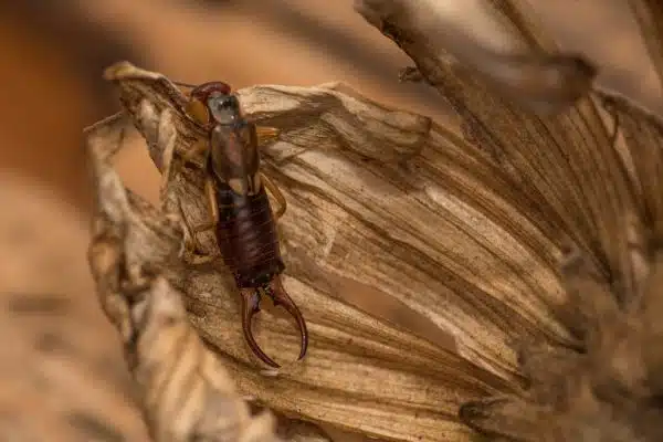 Is there beauty in an earwig?