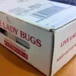 File:Lady bugs are a beneficial insect commonly sold for biological control of aphids..jpg