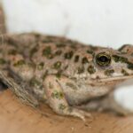 Close-up of a European Green toad in my house