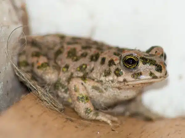 Close-up of a European Green toad in my house