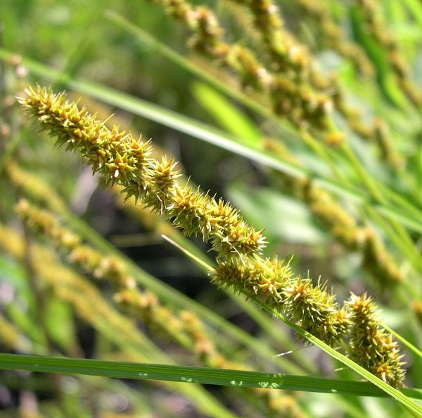 File:Brown Fox Sedge (Carex vulpinoidea) in wet meadow at the Morton Arboretum - Flickr - Jay Sturner (4).jpg