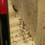 bed bugs with german cockroach