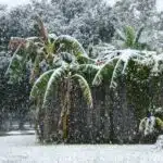 Snow Falling on Banana Palms, Humble, Texas, December 4, 2009