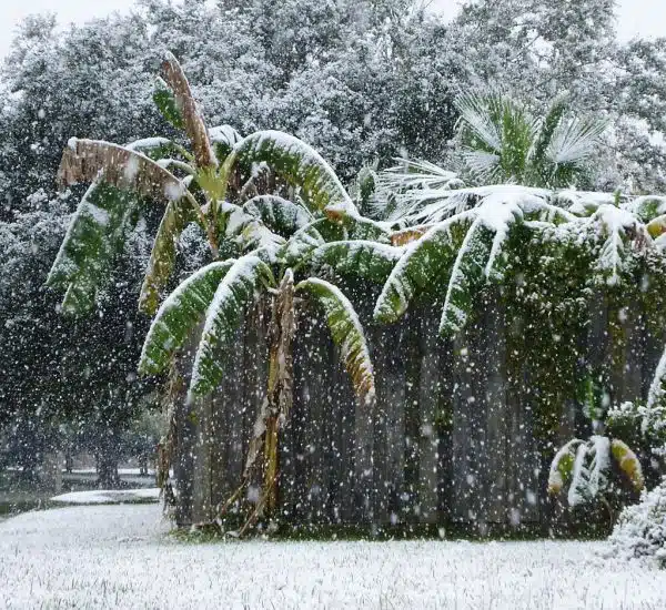 Snow Falling on Banana Palms, Humble, Texas, December 4, 2009