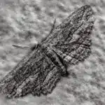 Moth on Stucco
