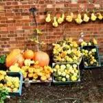 Ornamental Gourds Drying Off In Kew Gardens - London.