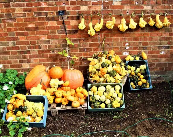 Ornamental Gourds Drying Off In Kew Gardens - London.