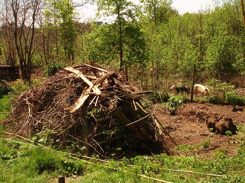 One of our compost piles made with branches, wool, weeds etc makes a hugelkultur pile