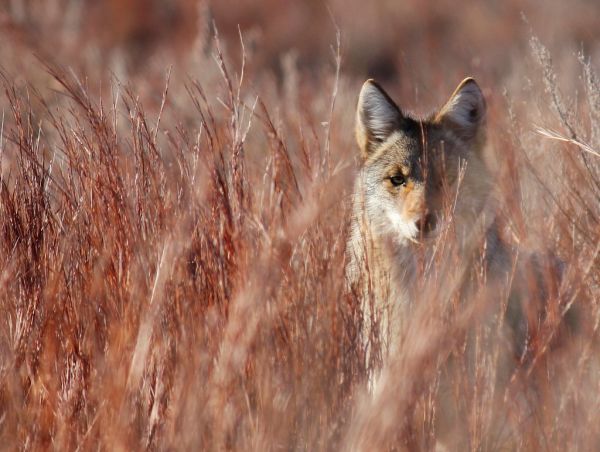4th Place - Coyote in Little Bluestem in Red Hills