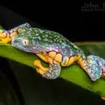 Fringe Tree Frog (Cruziohyla craspedopus)