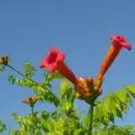 trumpet vine flowers against the sky