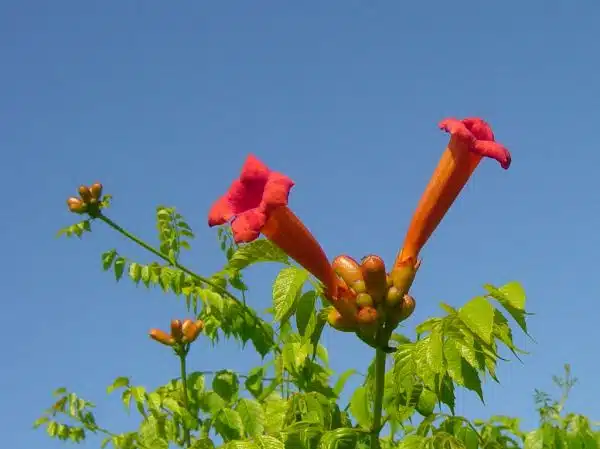 trumpet vine flowers against the sky