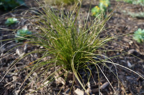 New Zealand sedge Carex testacea