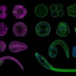Montage of Molgula occidentalis and Ciona intestinalis embryos stained with fluorescent phalloidin conjugate and DAPI nuclear dye