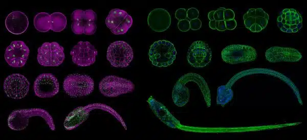 Montage of Molgula occidentalis and Ciona intestinalis embryos stained with fluorescent phalloidin conjugate and DAPI nuclear dye