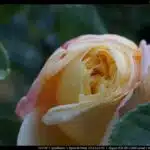 Odorant Rose / Duftende Rose