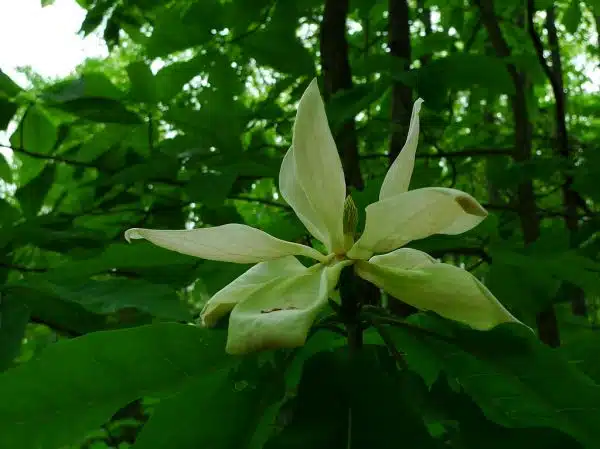 Magnolia macrophylla - bigleaf magnolia