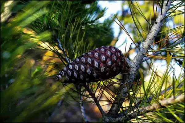 Aleppo pine (Pinus halepensis)