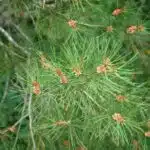Lacebark pine needles