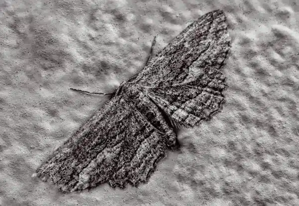 Moth on Stucco